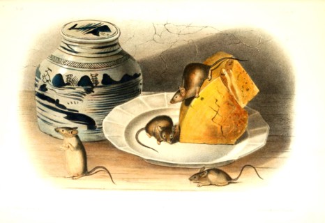 House mouse