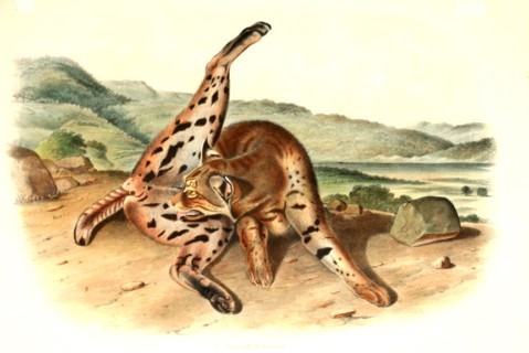 bobcat