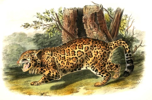 jaguar