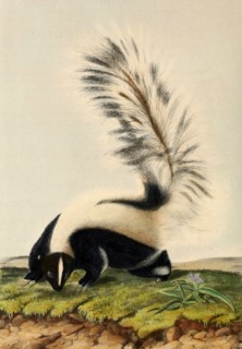 striped skunk