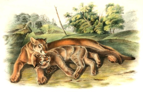 puma
