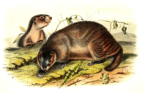 Hoary Marmot