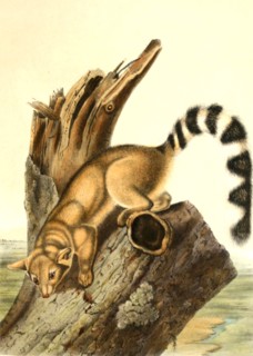 North American Cat Ferret