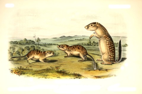 Mexican ground squirrel