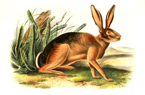 donkey rabbit