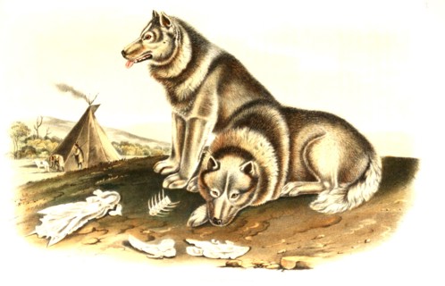 Greenland Dog
