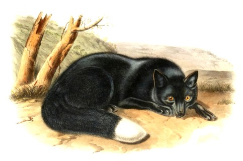 silver fox