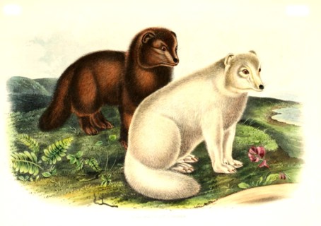 polar fox