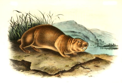 squirrel or beaver squirrel