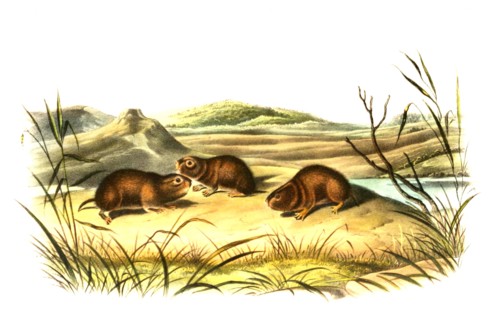 meadow vole