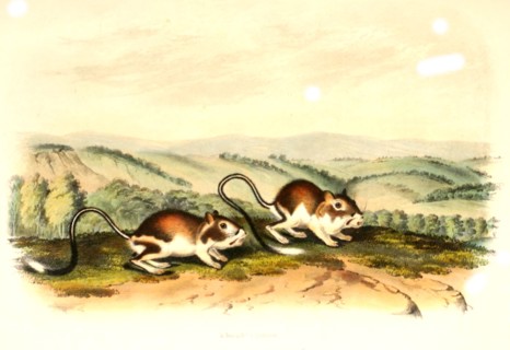 jerboa