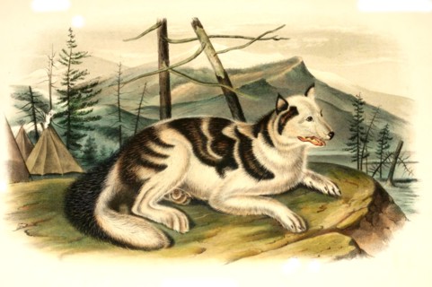 The Native American Hare Dog is an extinct domesticated dog