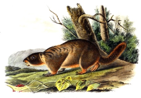 yellow-bellied marmot