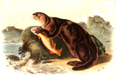 sea otter