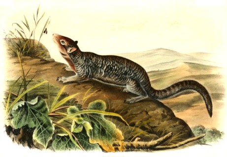 European ground squirrel