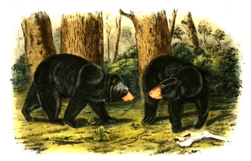 American black bear