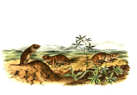water voles