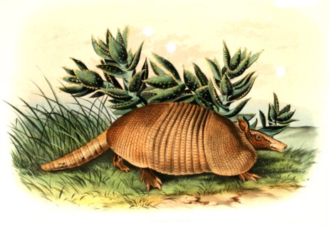 Nine-banded armadillo