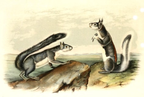 Western gray squirrels