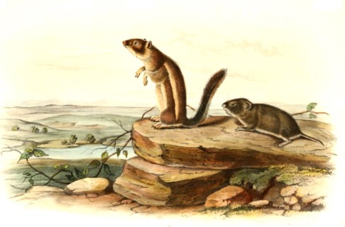 Harris antelope ground squirrel