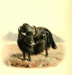yak