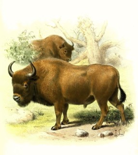Wisent or European bison
