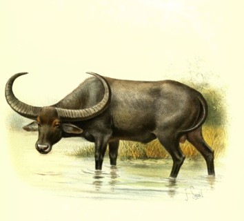 water buffalo