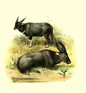 Tamarau