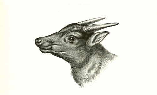 lowland anoa