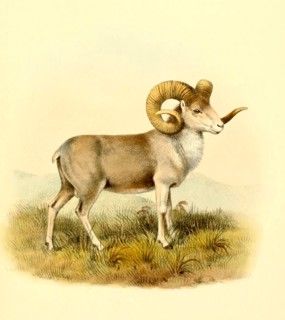 Altai-Argali