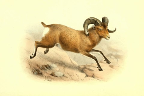 bighorn sheep