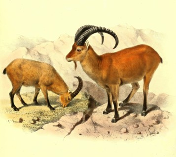 West Caucasian Ibex or Kuban Tur