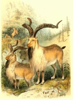 Astor Markhor or Flare Horn Markhor