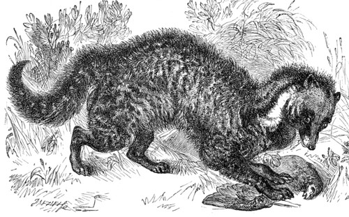 African civet cat