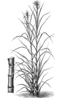 Sugar cane, Saccharum officinarum