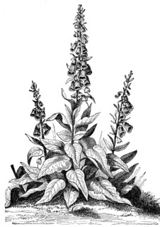 Digitalis purpurea