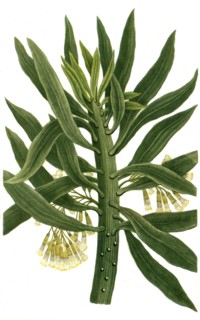 Cacaliastrum or Senecio arborescen