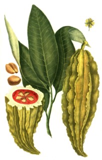 fruit of the cocoa tree