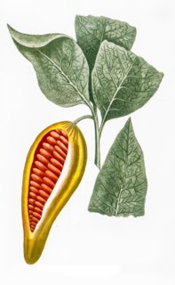 fruit of the cocoa tree
