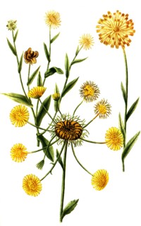 Calendula prolifera