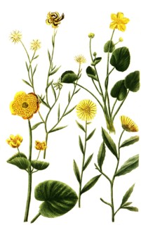 different species of the plant genus Marigolds
