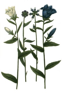 different bluebells