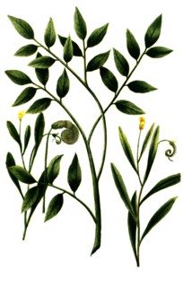 caterpillar herb