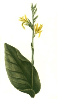 Indian flower cane