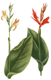 Indian flower cane