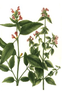 Cannabis spuria facie urtica flore rubro (left)