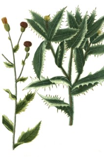 Carduus avenaceus