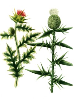 Carduus Cnicus sylvestris
