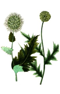 Carduus sphaerocephalus