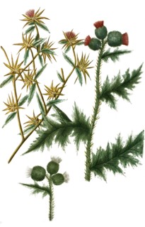 Carduus stellatus